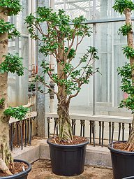 Lush Curtain Fig Ficus microcarpa 'Compacta' Tall Indoor House Plants Trees