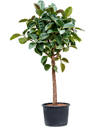 Lush Rubber Plant Ficus elastica 'Robusta' Indoor House Plants