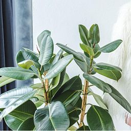 Ficus Elastica Abidjan in LECHUZA CUBICO Self-watering Planter, Total Height 190 cm