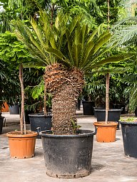 Sago Palm Cycas revoluta