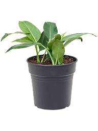 Lush Heart-Leaf Philodendron 'Green Beauty' Indoor House Plants