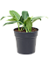 Lush Heart-Leaf Philodendron 'Green Beauty' Indoor House Plants