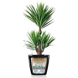 LECHUZA CLASSICO Round Poly Resin Self-watering Planter with Substrate