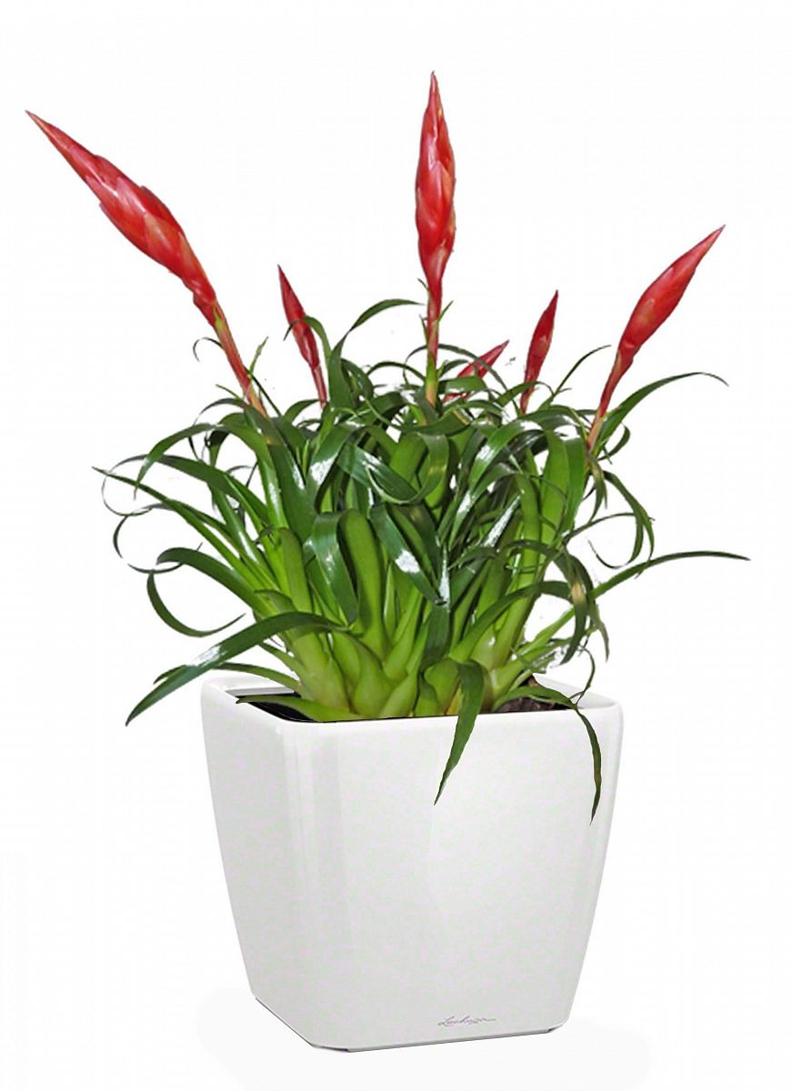 Blooming Scarlet Vriesea in LECHUZA QUADRO LS Self-watering Planter, Total Height 50 cm