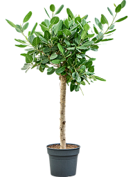 Lush Banyan Fig Ficus benghalensis 'Audrey' Indoor House Plants