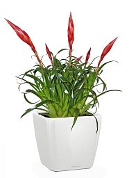 Blooming Scarlet Vriesea in LECHUZA QUADRO LS Self-watering Planter, Total Height 50 cm