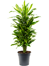 Insta-friendly Corn Plant Dracaena fragrans 'Golden Coast' Tall Indoor House Plants Trees