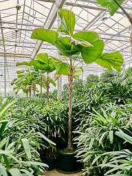 Lush Ruffled Fan Palm Licuala grandis Tall Indoor House Plants Trees