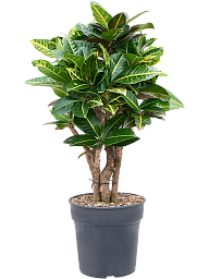 Colorful Croton (Codiaeum) variegatum 'Petra' Indoor House Plants