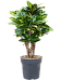 Colorful Croton (Codiaeum) variegatum 'Petra' Indoor House Plants