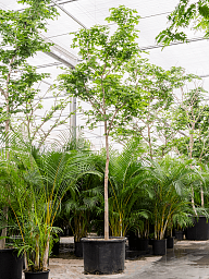 Lush Verawood Bulnesia arborea Tall Indoor House Plants Trees