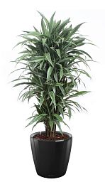Dracaena Fragrans Warneckii in LECHUZA CLASSICO LS Self-watering Planter, Total Height 160 cm