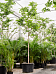 Lush Verawood Bulnesia arborea Tall Indoor House Plants Trees