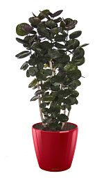 Polyscias Scutellaria in LECHUZA CLASSICO LS 43 Self-watering Planter, Total Height 160 cm