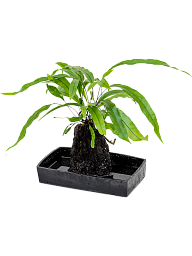 Easy-Care Kangaroo Foot Fern Lova microsorum diversifolium Indoor House Plants