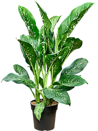 Dieffenbachia 'Crocodile'