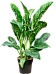 Dieffenbachia 'Crocodile'