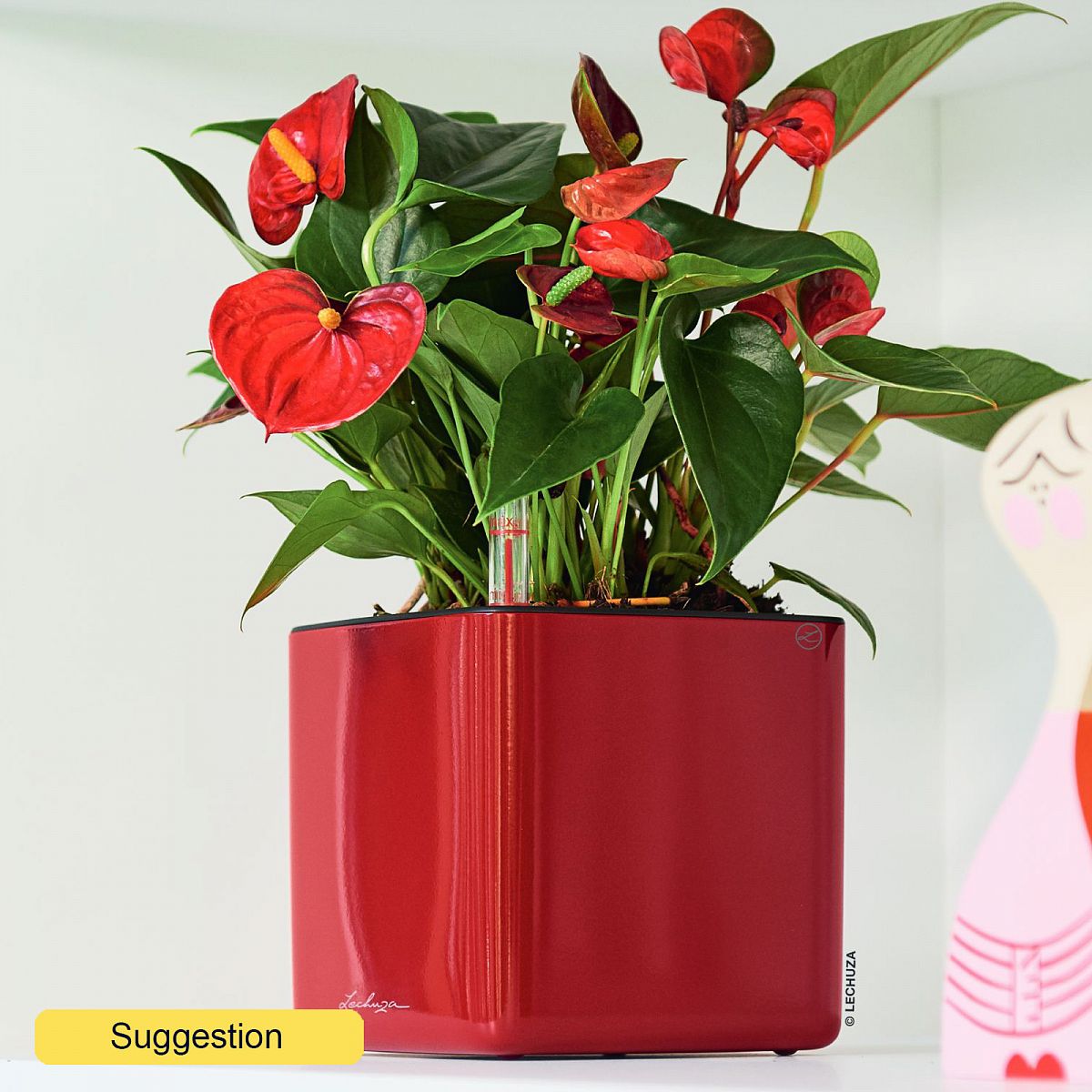 Colorful Flamingo Flower Anthurium Diamond Red Indoor House Plants