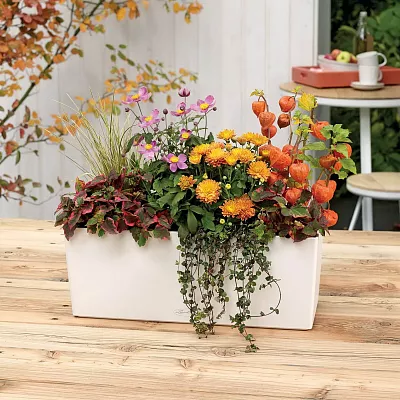 LECHUZA BALCONERA Color Trough Poly Resin Self-watering Planter