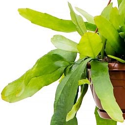 Cheerful Orchid Cactus Epiphyllum pumilum Indoor House Plants