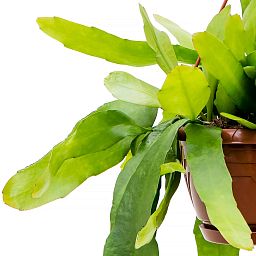 Cheerful Orchid Cactus Epiphyllum pumilum Indoor House Plants