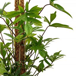 Lush Heart-Leaf Philodendron pedatum Indoor House Plants