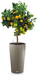 Citrofortunella Calamondine in LECHUZA CILINDRO Self-watering Planter, Total Height 105 cm