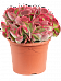 Colorful Paddle Plant Kalanchoe thyrsiflora 'Red Lips' Indoor House Plants