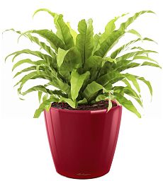 Asplenium Fern in LECHUZA CLASSICO LS Self-watering Planter, Total Height 50 cm