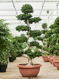 Lush Curtain Fig Ficus microcarpa 'Compacta' Tall Indoor House Plants Trees