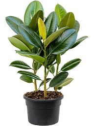 Lush Rubber Plant Ficus elastica 'Robusta' Indoor House Plants