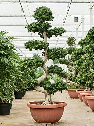 Lush Curtain Fig Ficus microcarpa 'Compacta' Tall Indoor House Plants Trees