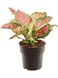 Aglaonema 'Crimson Love'