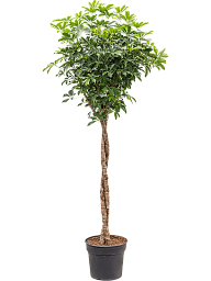 Easy-Care Umbrella Tree Schefflera arboricola 'Compacta' Tall Indoor House Plants Trees
