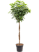 Easy-Care Umbrella Tree Schefflera arboricola 'Compacta' Tall Indoor House Plants Trees