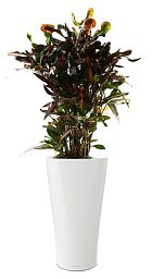Codiaeum Mammy in LECHUZA DELTA Self-watering Planter, Total Height 150 cm