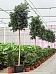 Lush Weeping Fig Ficus benjamina 'Danielle' Indoor House Plants