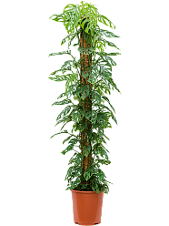 Shade-loving Swiss Cheese Plant Monstera obliqua (60-120) Indoor House Plants