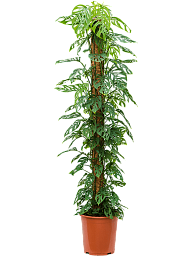 Shade-loving Swiss Cheese Plant Monstera obliqua (60-120) Indoor House Plants