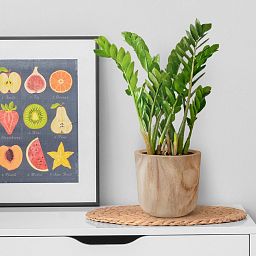 HORTICO CRAFT Wooden House Planter Round Indoor Plant Pot for House Plants with Waterproof Liner