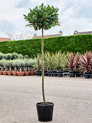 Lush Bay Tree Laurus nobilis
