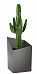 Euphorbia Ingens (Candelabra Tree) in LECHUZA CURSIVO Self-watering Planter, Total Height 110 cm