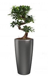 Ficus Microcarpa in LECHUZA RONDO Self-watering Planter, Total Height 120 cm