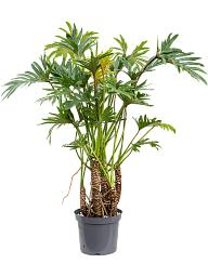 Lush Heart-Leaf Philodendron 'Xantal' Indoor House Plants