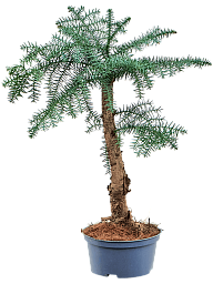 Graceful Norfolk Island Pine Araucaria cunninghamii Tall Indoor House Plants Trees