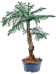 Graceful Norfolk Island Pine Graceful Norfolk Island Pine Araucaria cunninghamii Tall Indoor House Plants Trees