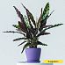 Colorful Peacock Plant Calathea insignis Indoor House Plants