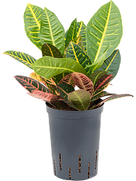 Colorful Croton (Codiaeum) variegatum 'Petra' Indoor House Plants