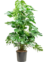 Shade-loving Swiss Cheese Plant Monstera deliciosa Indoor House Plants