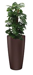 Monstera Deliciosa in LECHUZA RONDO Self-watering Planter, Total Height 150 cm